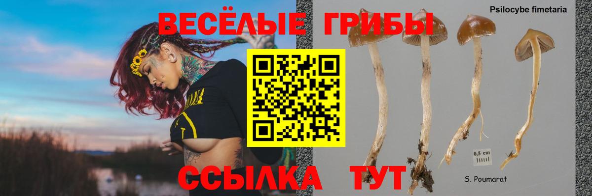 Галлюциногенные грибы Psilocybe Острогожск